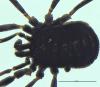 Nemastoma lugubre